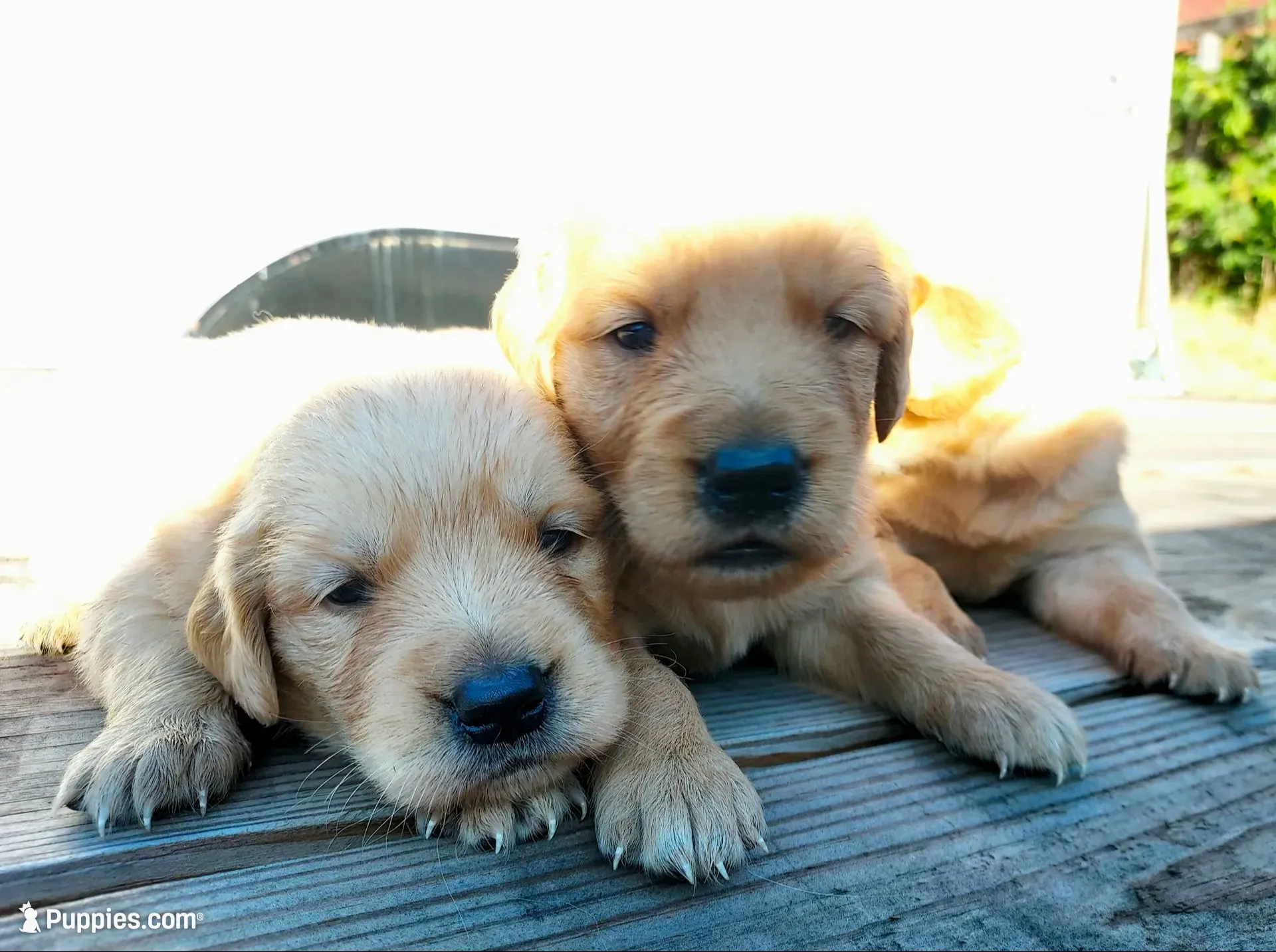 Charlie, a male Golden Retriever for sale in Seattle, WA – 2 of 8