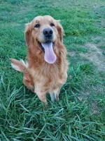 Lucy, a female Golden Retriever for sale in Seattle, WA – 6 of 6