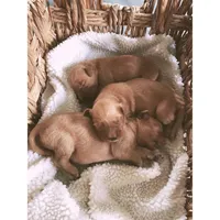 Cooper, a male Golden Retriever for sale in Seattle, WA – 3 of 9