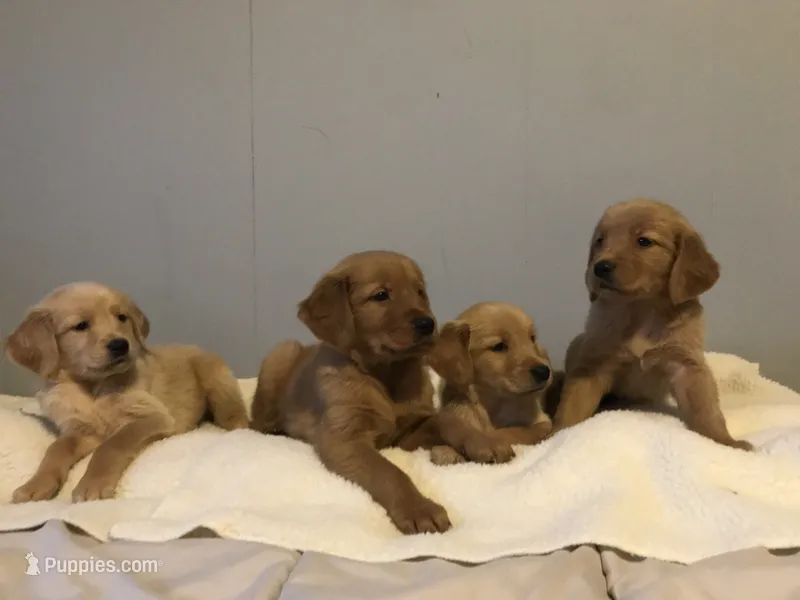 Lucy – Golden Retriever puppy for sale in Seattle, WA