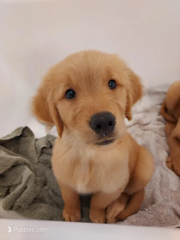 Luna – Golden Retriever puppy for sale in Seattle, WA