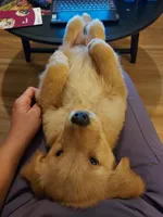 Luna, a female Golden Retriever for sale in Seattle, WA – Photo 2 of 3