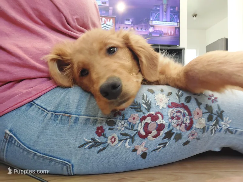 Luna – Golden Retriever puppy for sale in Seattle, WA