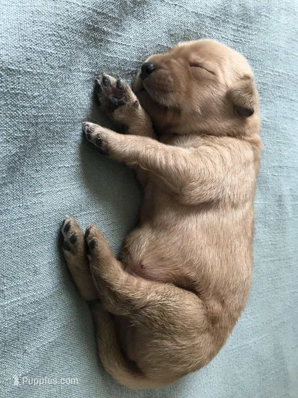 Milo – Golden Retriever puppy for sale in Seattle, WA