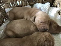 Milo, a male Golden Retriever for sale in Seattle, WA – Photo 2 of 7