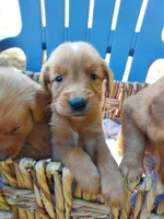 Golden puppies expected soon!, a  Golden Retriever for sale in Portland, OR – Photo 1 of 6