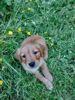 Golden puppies expected soon!, a  Golden Retriever for sale in Portland, OR – Photo 6 of 6