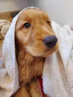 Golden puppies expected soon!, a  Golden Retriever for sale in Portland, OR – Photo 4 of 6