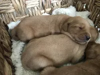 Milo, a male Golden Retriever for sale in Seattle, WA – Photo 5 of 7