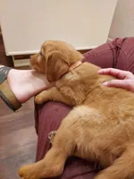 Golden puppies expected soon!, a  Golden Retriever for sale in Portland, OR – Photo 5 of 6