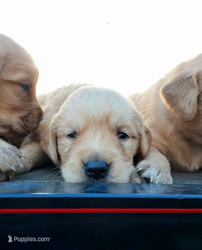 Lucy – Golden Retriever puppy for sale in Seattle, WA