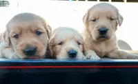 Charlie, a male Golden Retriever for sale in Seattle, WA – 3 of 8