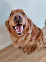 Lucy, a female Golden Retriever for sale in Seattle, WA – 5 of 9
