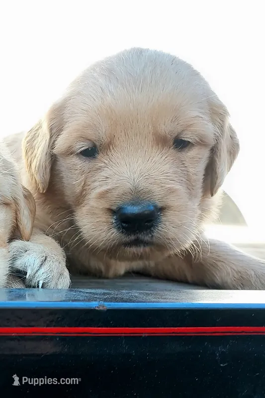 Cooper – Golden Retriever puppy for sale in Seattle, WA