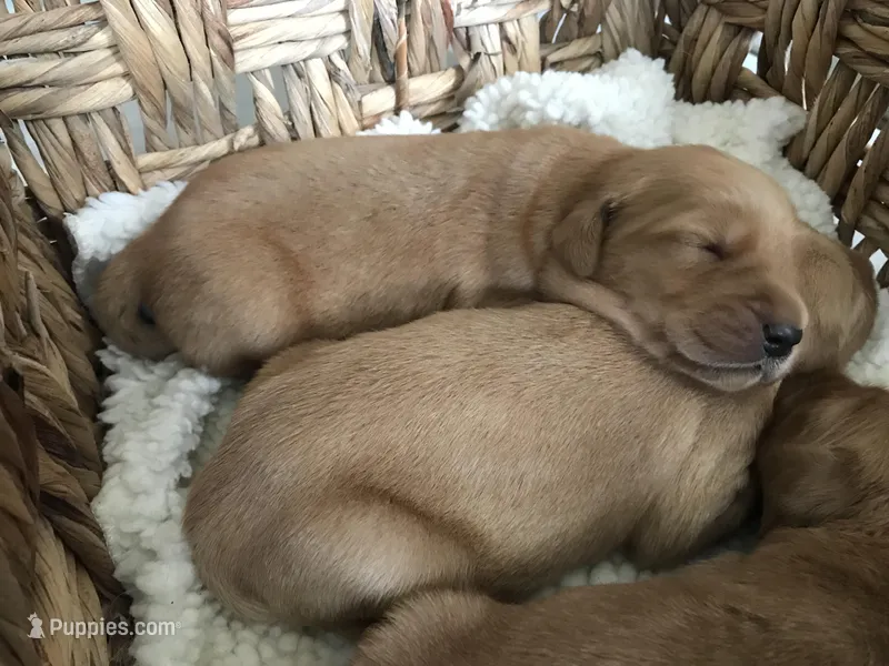 Lucy – Golden Retriever puppy for sale in Portland, OR
