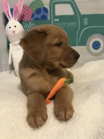 Lucy, a female Golden Retriever for sale in Portland, OR – Photo 4 of 6