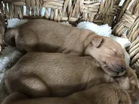 Lucy, a female Golden Retriever for sale in Seattle, WA – Photo 4 of 6