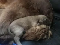 Lucy, a female Golden Retriever for sale in Seattle, WA – Photo 5 of 6