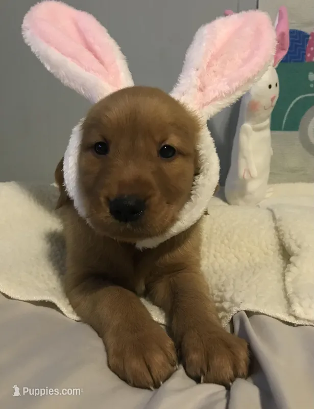 Lucy, a female Golden Retriever for sale in Portland, OR – Photo 1 of 6