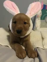 Lucy, a female Golden Retriever for sale in Portland, OR – Photo 1 of 6