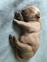 Lucy, a female Golden Retriever for sale in Seattle, WA – Photo 6 of 6