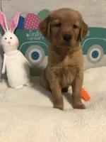 Lucy, a female Golden Retriever for sale in Portland, OR – Photo 3 of 6