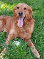 Lucy, a female Golden Retriever for sale in Portland, OR – Photo 6 of 6