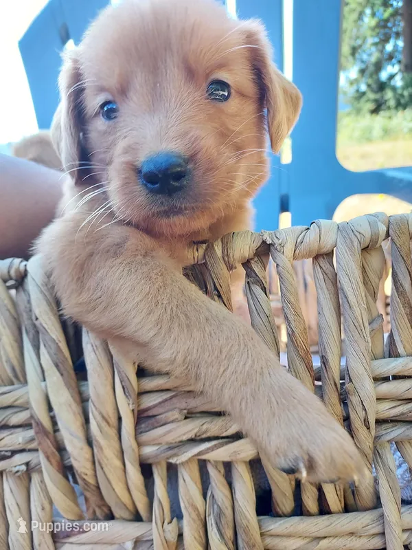Lucy – Golden Retriever puppy for sale in Seattle, WA