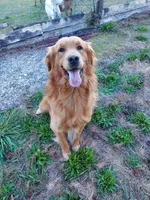 Lucy, a female Golden Retriever for sale in Seattle, WA – 4 of 6