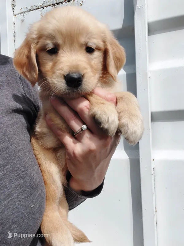 Lucy – Golden Retriever puppy for sale in Seattle, WA
