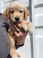 Lucy, a female Golden Retriever for sale in Seattle, WA – 1 of 6