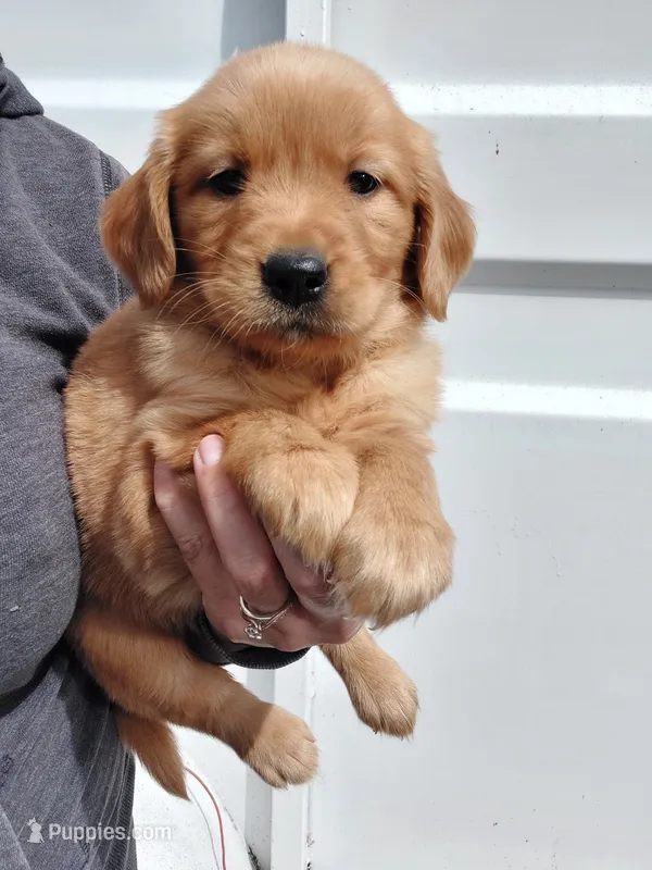 Cooper – Golden Retriever puppy for sale in Seattle, WA