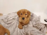 Daisy, a female Golden Retriever for sale in Portland, OR – Photo 2 of 2