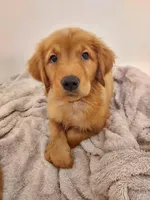 Daisy, a female Golden Retriever for sale in Portland, OR – Photo 1 of 2