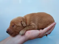 Lucy, a female Golden Retriever for sale in Seattle, WA – 7 of 9