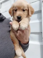 Lucy, a female Golden Retriever for sale in Seattle, WA – 2 of 6