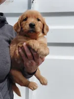 Molly, a female Golden Retriever for sale in Seattle, WA – 2 of 6