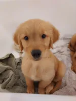 Molly, a female Golden Retriever for sale in Portland, OR – Photo 2 of 2