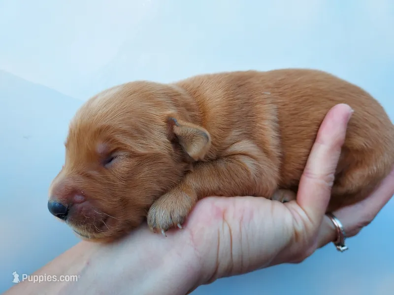 Cooper – Golden Retriever puppy for sale in Seattle, WA
