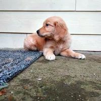 Hazel, a female Golden Retriever for sale in Portland, OR – Photo 3 of 6