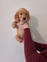 Hazel, a female Golden Retriever for sale in Portland, OR – Photo 4 of 6