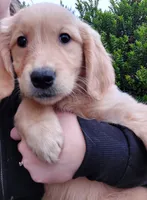 Hazel, a female Golden Retriever for sale in Portland, OR – Photo 2 of 6