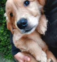 Hazel, a female Golden Retriever for sale in Portland, OR – Photo 6 of 6