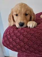 Hazel, a female Golden Retriever for sale in Portland, OR – Photo 1 of 6