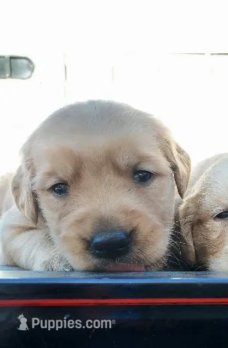 Charlie – Golden Retriever puppy for sale in Seattle, WA