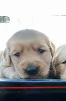 Charlie, a male Golden Retriever for sale in Seattle, WA – 1 of 8