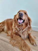 Cooper, a male Golden Retriever for sale in Seattle, WA – 6 of 9