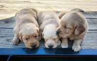 Charlie, a male Golden Retriever for sale in Seattle, WA – 4 of 8