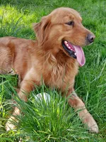 Cooper, a male Golden Retriever for sale in Seattle, WA – 9 of 9