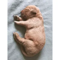 Cooper, a male Golden Retriever for sale in Seattle, WA – 2 of 9